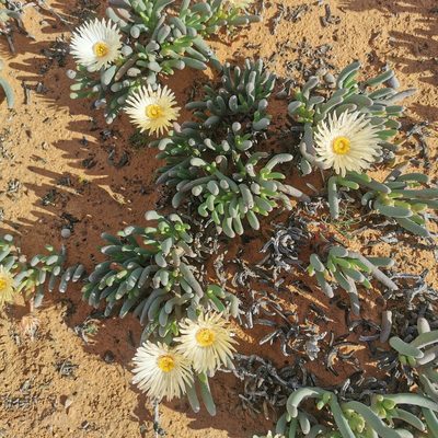 Cephalophyllum loreum, photographed by Kai.Munting.Tankwa