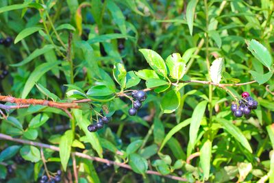 Aronia melanocarpa, photographed by Zachary Dankowicz