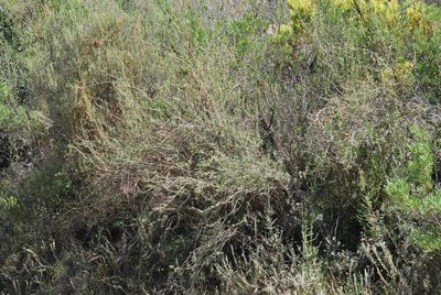 Psoralea rubicunda, photographed by Charles Stirton