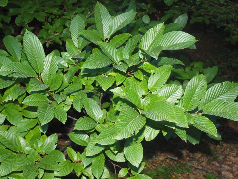 Rhamnus fallax, photographed by Josip Skejo