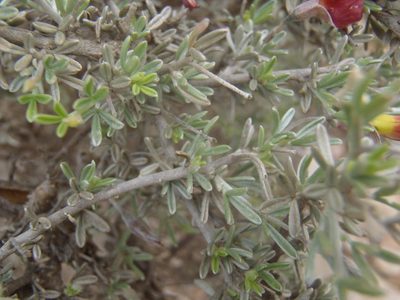 Lotononis dahlgrenii, photographed by Nicola van Berkel