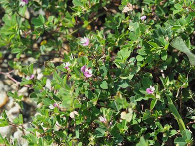 Kummerowia stipulacea, photographed by mefisher