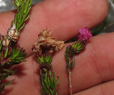 Erica tetrathecoides, photographed by Brian du Preez
