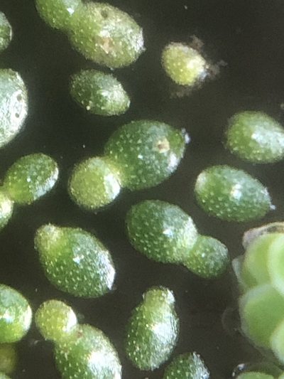 Wolffia brasiliensis, photographed by Jared Shorma