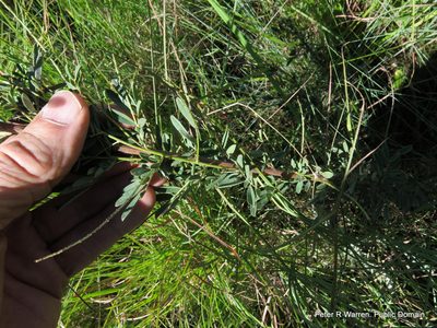 Indigofera dregeana, photographed by Peter Warren
