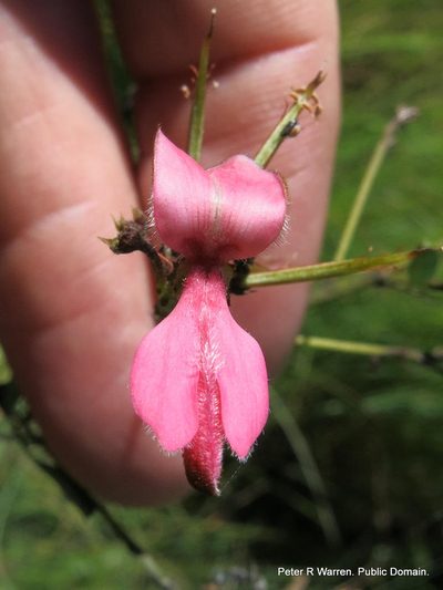 Indigofera dregeana, photographed by Peter Warren
