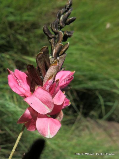 Indigofera dregeana, photographed by Peter Warren