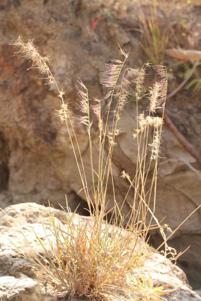 Muhlenbergia cenchroides, photographed by Viacheslav Shalisko