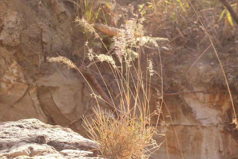 Muhlenbergia cenchroides, photographed by Viacheslav Shalisko