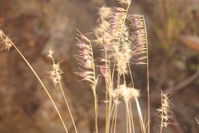 Muhlenbergia cenchroides, photographed by Viacheslav Shalisko