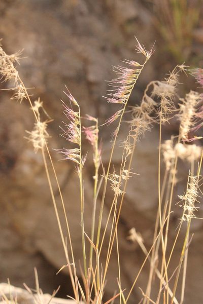 Muhlenbergia cenchroides, photographed by Viacheslav Shalisko