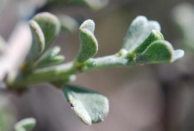 Indigofera obcordata, photographed by Charles Stirton