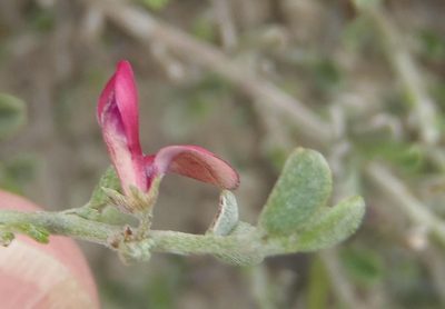 Indigofera obcordata, photographed by Nicola van Berkel