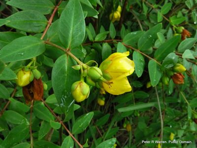 Hypericum forrestii, photographed by Peter Warren