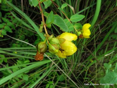 Hypericum forrestii, photographed by Peter Warren