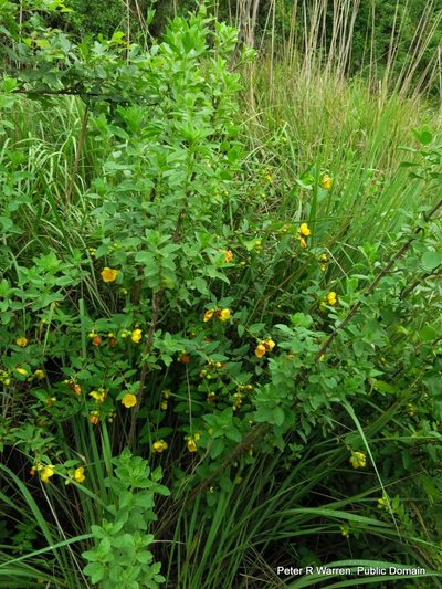 Hypericum forrestii, photographed by Peter Warren
