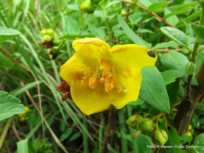 Hypericum forrestii, photographed by Peter Warren