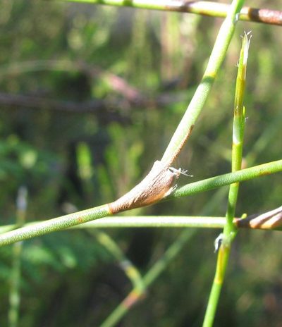 Restio multiflorus, photographed by douglaseustonbrown