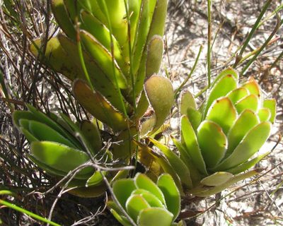 Crassula fallax, photographed by douglaseustonbrown