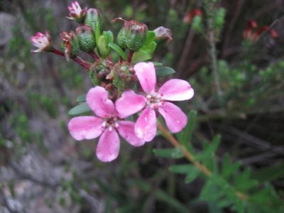 Adenandra fragrans, photographed by Di Turner