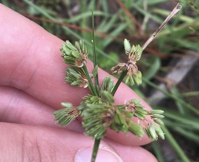 Cyperus surinamensis, photographed by Jessica
