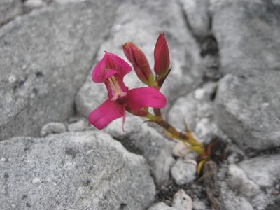 Disa filicornis, photographed by Caroline Voget