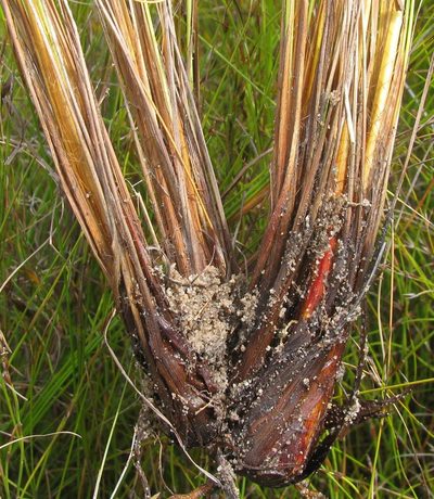 Tetraria fourcadei, photographed by douglaseustonbrown
