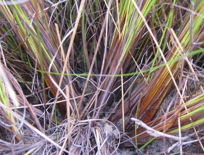 Tetraria fourcadei, photographed by douglaseustonbrown