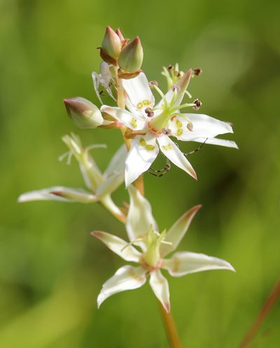 Zigadenus glaberrimus, photographed by Lauren McLaurin