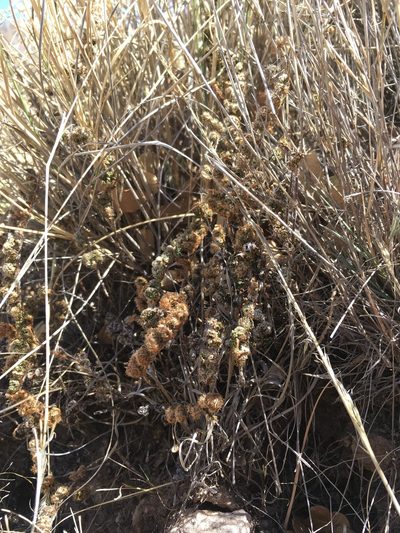 Myriopteris wootonii, photographed by Cecelia Alexander