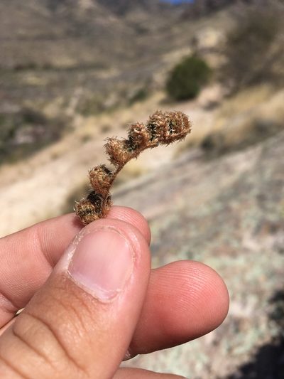 Myriopteris wootonii, photographed by Cecelia Alexander