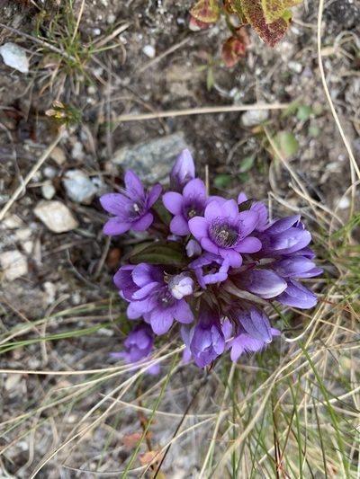 Gentianella ramosa, photographed by pavlaki1968