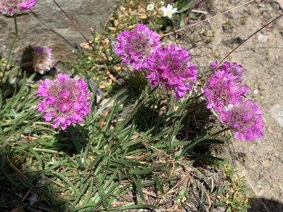 Armeria alpina, photographed by pavlaki1968
