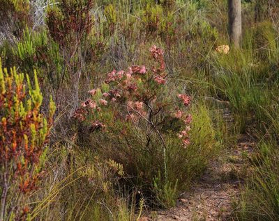 Serruria rosea, photographed by Tony Rebelo