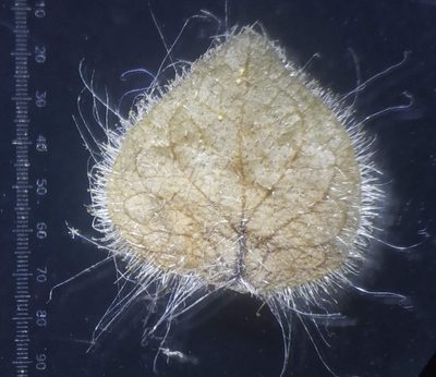 Phaulopsis dorsiflora, photographed by S.MORE