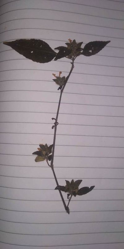 Phaulopsis dorsiflora, photographed by S.MORE
