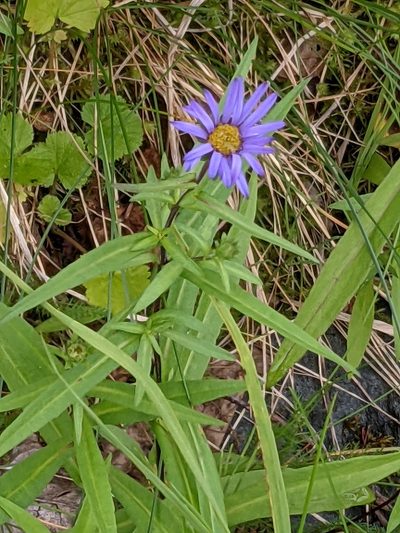 Symphyotrichum subspicatum, photographed by Bruce Slater