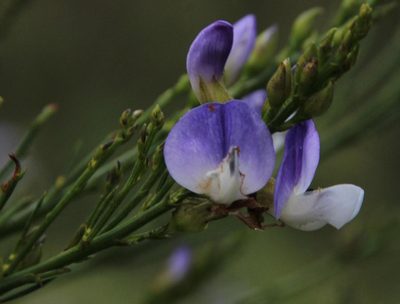 Psoralea filifolia, photographed by Tony Rebelo