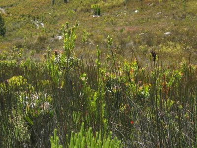 Leucadendron ericifolium, photographed by Di Turner