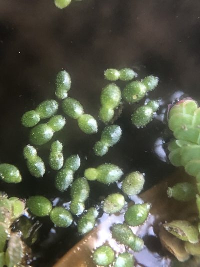 Wolffia brasiliensis, photographed by Jared Shorma