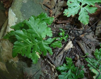 Doryopteris concolor, photographed by M Kriek