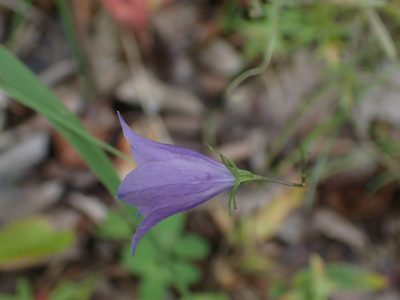 Campanula petiolata, photographed by Mary Krieger