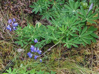 Lupinus nootkatensis, photographed by Bruce Slater