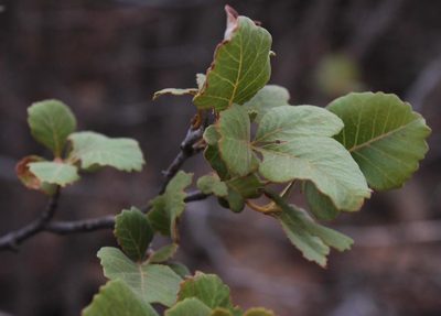 Searsia populifolia, photographed by Tony Rebelo