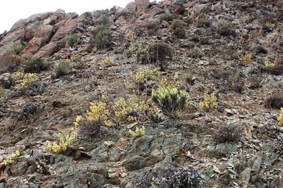 Zygophyllum prismatocarpum, photographed by Tony Rebelo