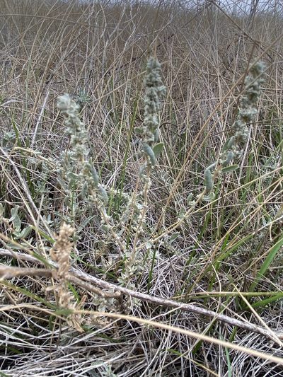 Atriplex gardneri, photographed by mullerecology