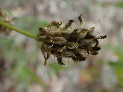 Astragalus laxmannii, photographed by Mary Krieger