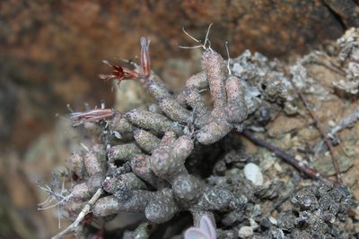 Tylecodon buchholzianus, photographed by Tony Rebelo