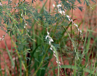 Dalea enneandra, photographed by Catherine C. Galley