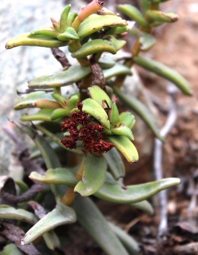 Crassula fusca, photographed by Tony Rebelo